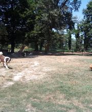 Harmonie Canine image 2