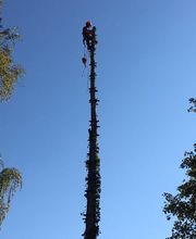 Demergo Baumpflege Bild 1