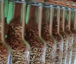 Domschatten Privatbrauerei Bild 2