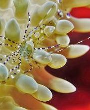 Jaguar Divers - Dive Shop in Playa del Carmen imagen 8