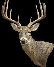 Carroll's Wildlife Taxidermy image 18