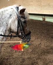 Pferdepensionsstall Bild 7