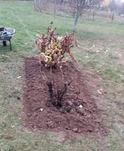 Baron Frederic image 8