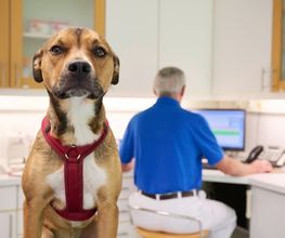 Tierarztpraxis am Schellenberg Bild 4