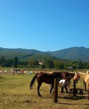 Cheval Vert image 3
