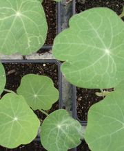 La Planterie image 7