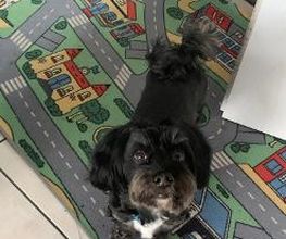 Hundebetreuung Oldies but Goldies Bild 10