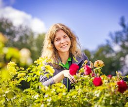 Blumen-Risse Gärtnerin pflegt in der Baumschulabteilung Rosen im Blumenmarkt Lüdinghausen.