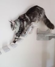 Pattenrond & Cie image 13