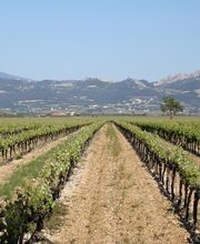 Domaine Martin image 7