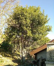 Branch' & Paysages Eirl Martin Pierre image 5