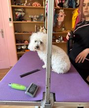 Chez Bibiche image 2