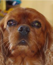 Asenack Association image 3