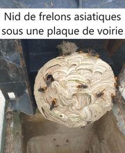 Protec Nuisibles image 7