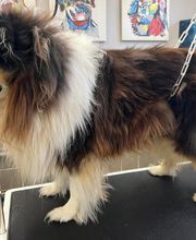 Concept Toilettage by Fabrice image 15