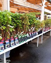 Jardinerie Delbard Le Puy en Velay image 14