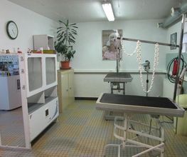 Au Joly Toutou image 7