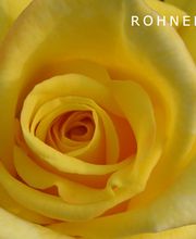 Blumen Rohner GmbH Bild 1