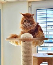 katzenbaum.ch Bild 6