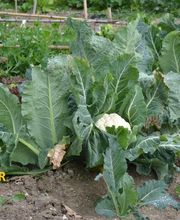 Huertos Santa ROSALÍA imagen 5