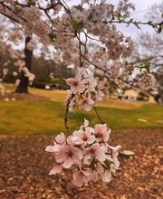 SavATree - Tree Service & Lawn Care image 2