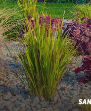 Santon Nos Jardins image 4