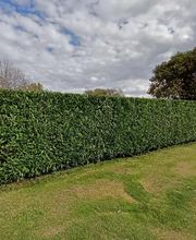 Gignoux Martin image 3