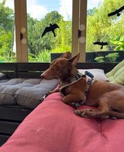 Dogcoach Hundezentrum Bild 14