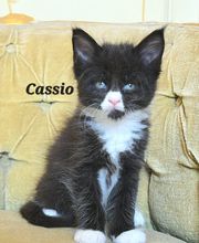 Allevamento Maine Coon Le Fate della Casa immagine 9