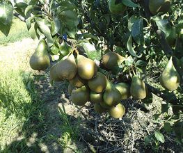 cofrubi-hortalizas-05.jpg