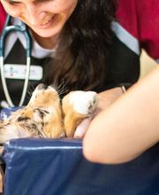 Best Care Pet Hospital image 9