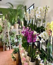 Fior Fleurs image 14