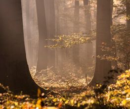 An den Wurzeln von Buchen, Eichen, Eschen und Co. können Menschen ihre letzte Ruhe finden.