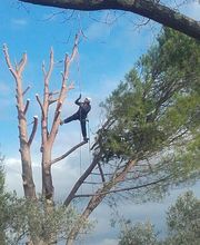 Viau Elagage image 2