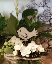 Blumen Vergissmeinnicht Bild 3