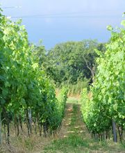 Brunner Weinmanufaktur AG Bild 9