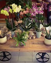 Aux Fleurs De Célia image 1