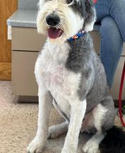 Ormond Beach Family Vet image 15