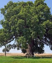 Baumdienst Klettermaxe e.K Bild 7