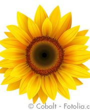 Strobelt-Lockenvitz Petra Bild 1