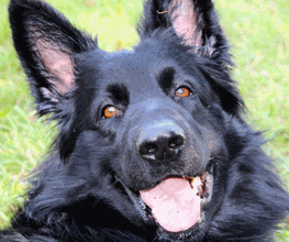 Zois Hundeschule Bild 2