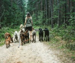 Doglife Bild 2