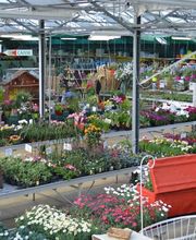 Jardinerie Champs Fleurs image 12