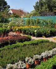 Grüner Holländer Berlin Bild 8