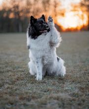 Der Haustier Fotograf  Hunde- & Tierfotografie aus München Bild 6