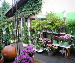 Blumen Bergmann Bild 1