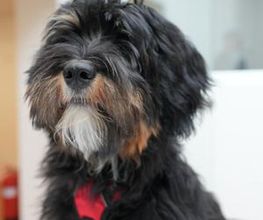 Unser Agenturhund Toni Scheffler aus Mainz