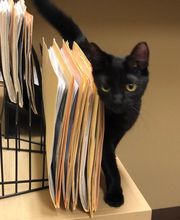 Hood Veterinary Hospital image 6