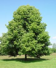 Commune de Veyrier Bild 9