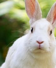 Zürcher Tierschutz Bild 7